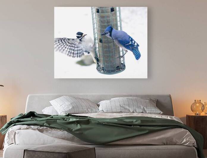 Bird Photography    Reproduction