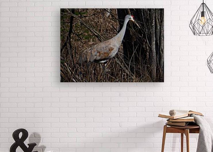 Bird Photography    Reproduction