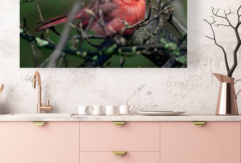 Bird Photography    Reproduction