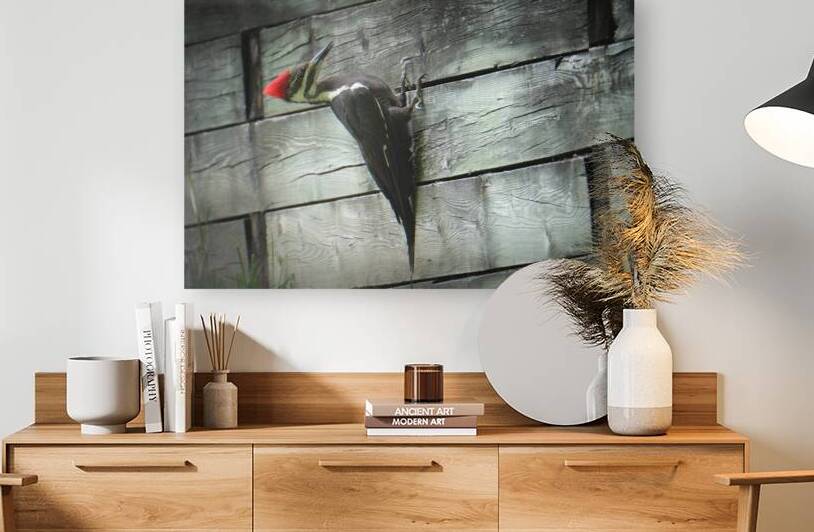 Bird Photography    Reproduction