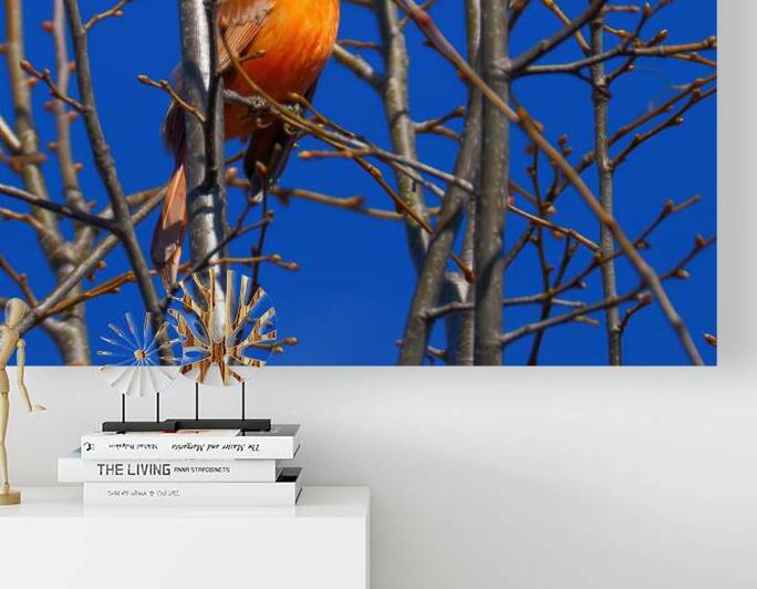 Bird Photography    Reproduction