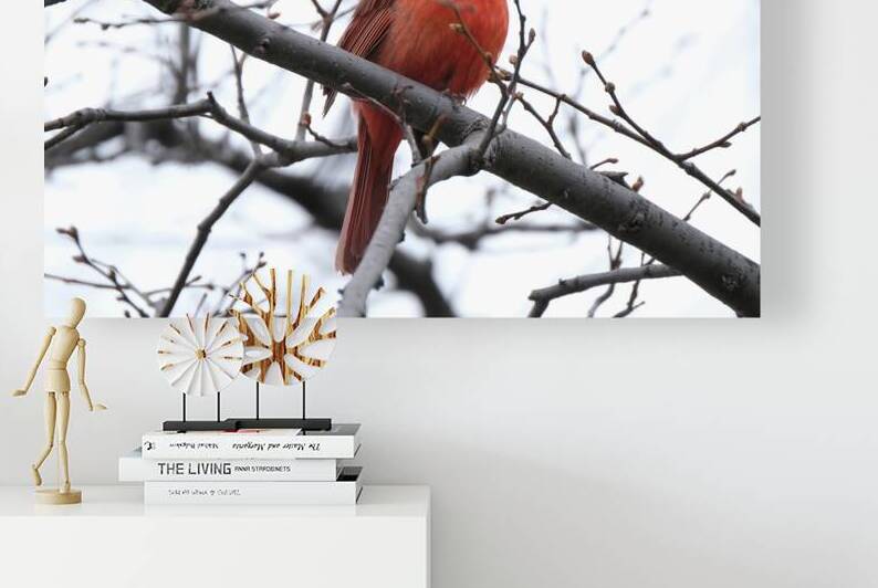 Bird Photography    Reproduction