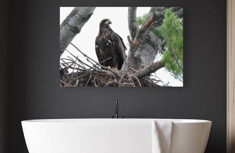 Bird Photography    Reproduction