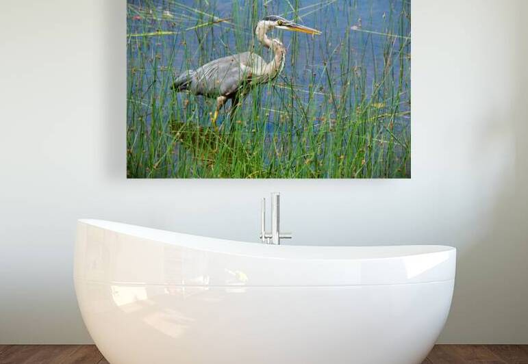 Bird Photography    Reproduction