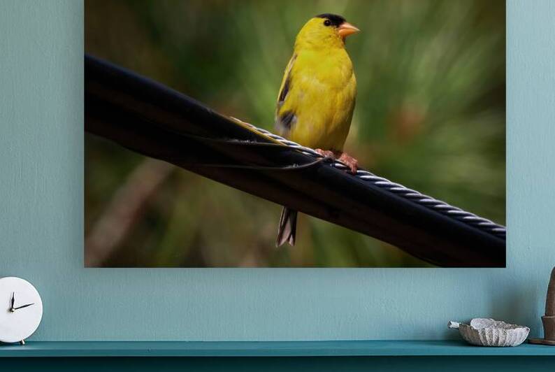 Bird Photography    Reproduction