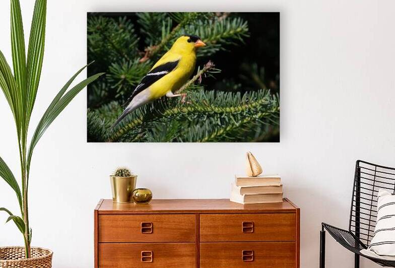 Bird Photography    Reproduction