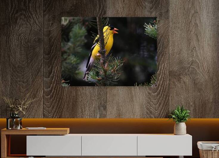 Bird Photography    Reproduction