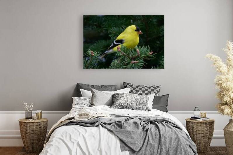 Bird Photography    Reproduction