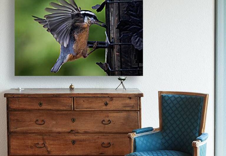 Bird Photography    Reproduction