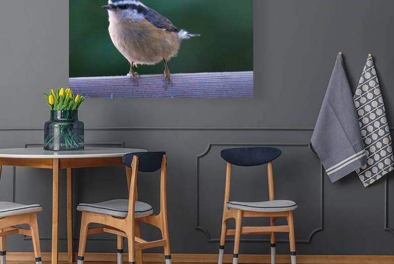 Bird Photography    Reproduction