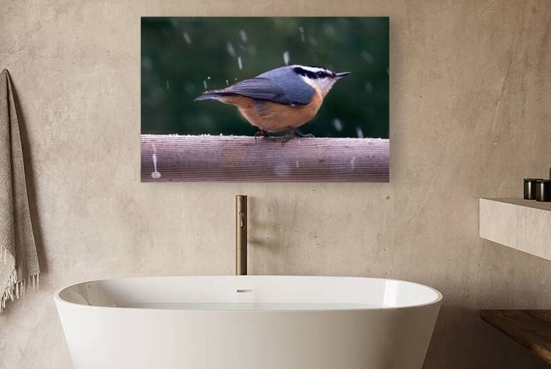 Bird Photography    Reproduction