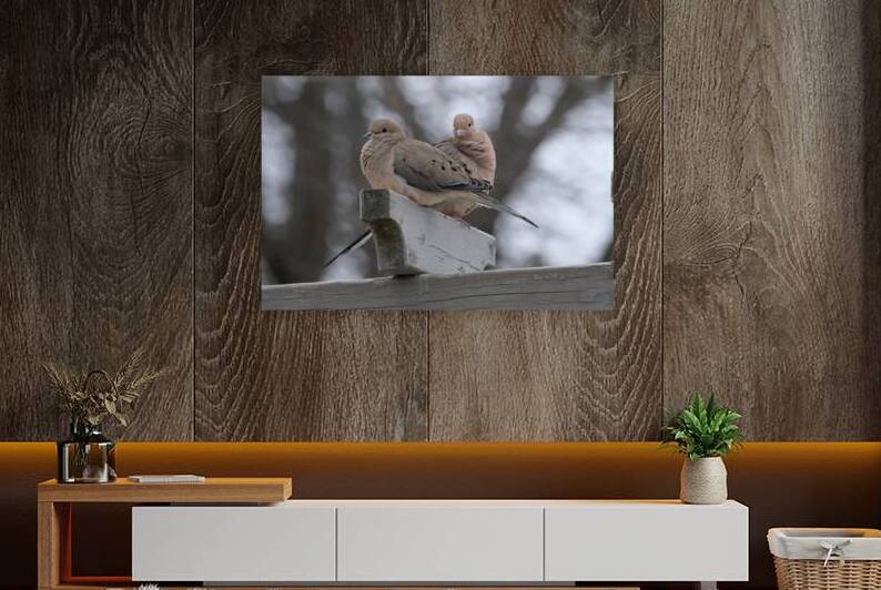 Bird Photography    by Arnie Naiman