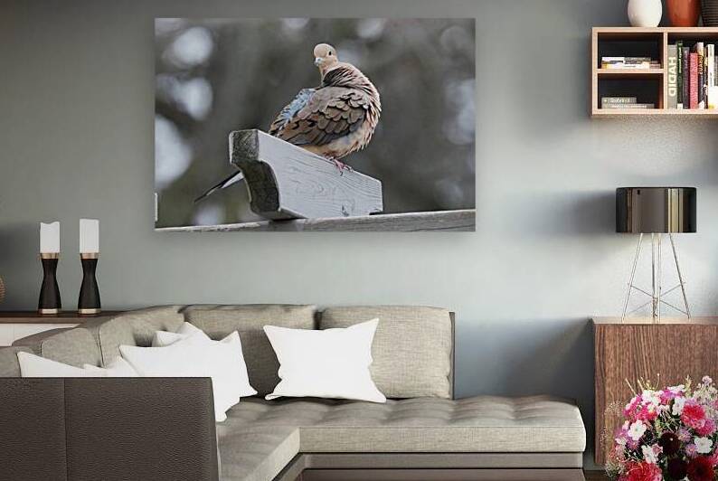 Bird Photography    by Arnie Naiman