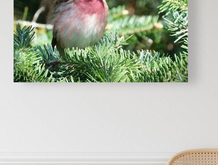 Bird Photography    Reproduction