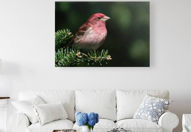 Bird Photography    Reproduction