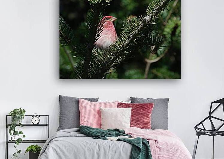 Bird Photography    Reproduction