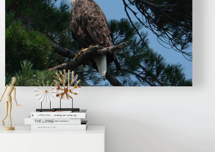 Bird Photography    Reproduction