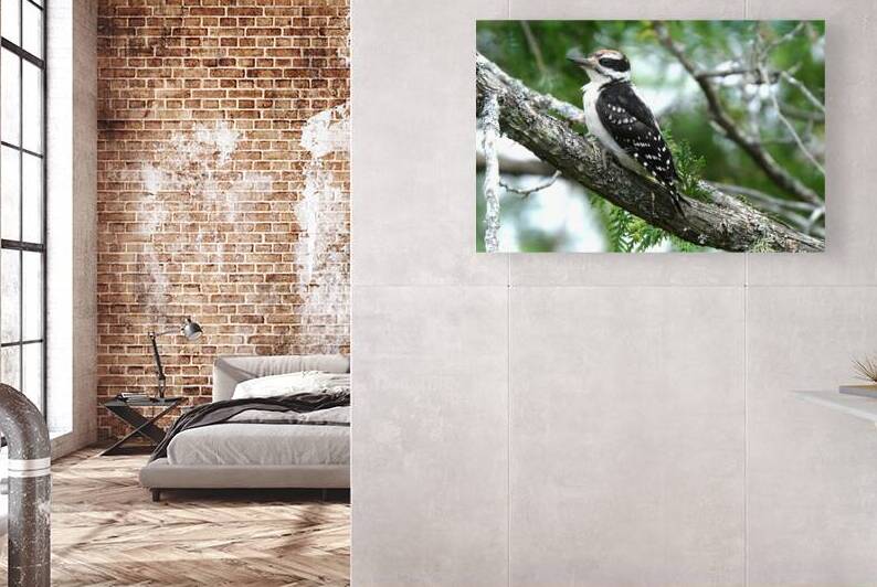 Bird Photography    Reproduction