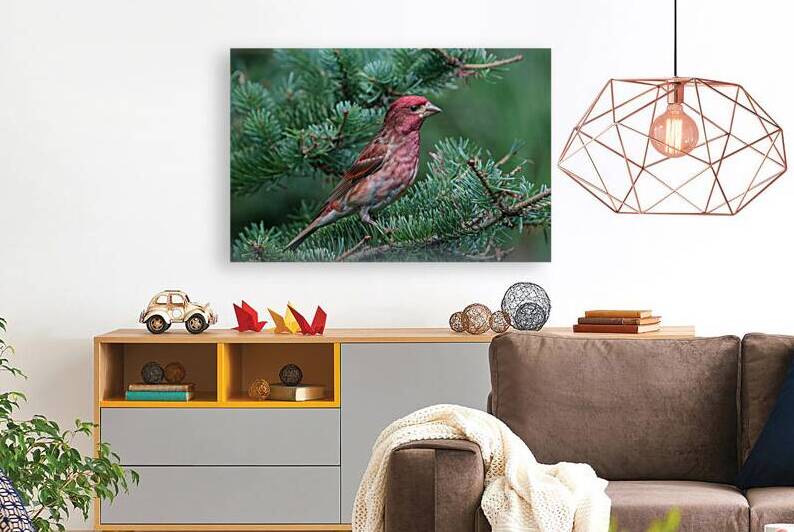 Bird Photography    Reproduction