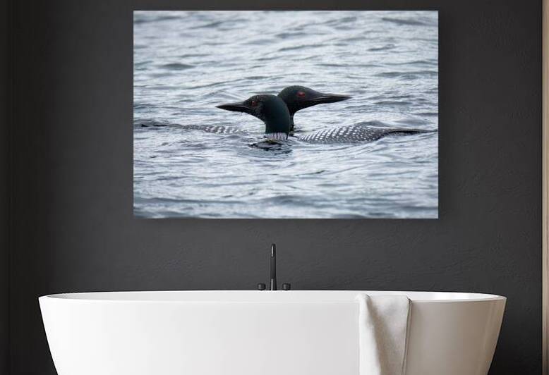 Bird Photography    Reproduction