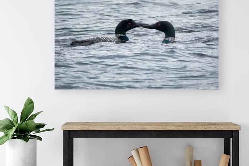 Bird Photography    Reproduction