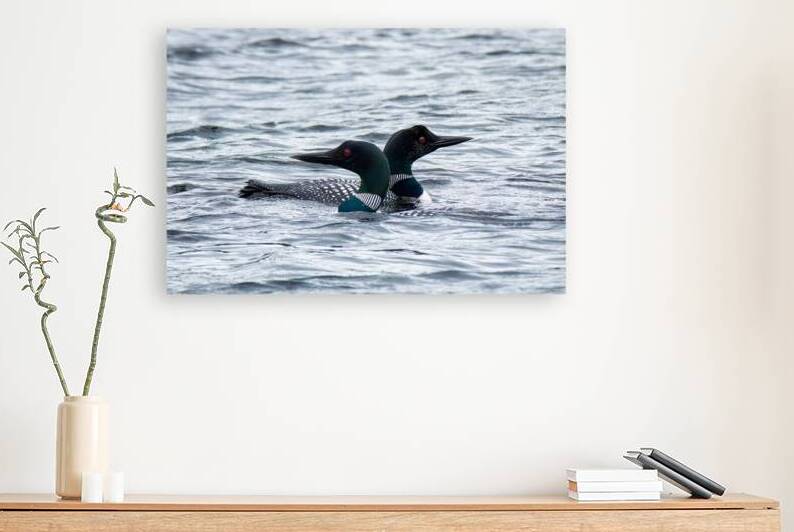 Bird Photography    Reproduction