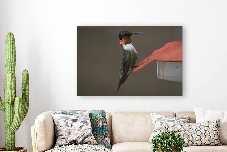 Bird Photography    Reproduction