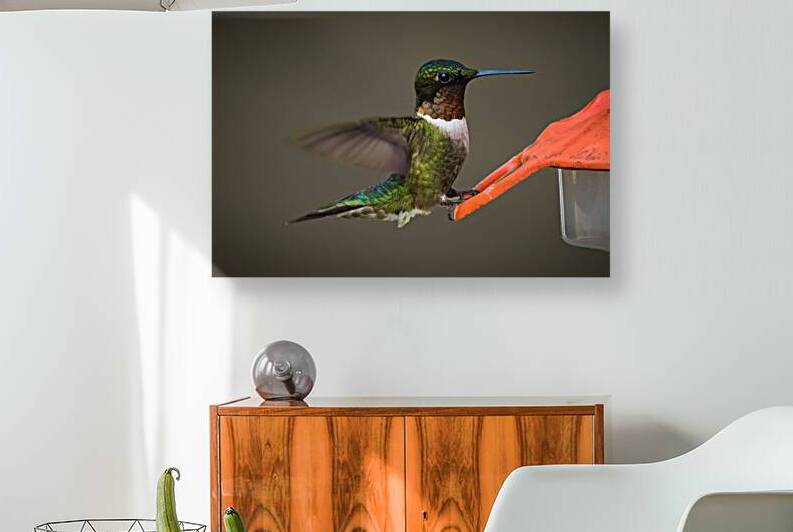 Bird Photography    Reproduction