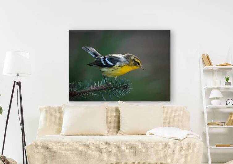 Bird Photography    Reproduction
