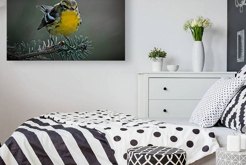 Bird Photography    Reproduction