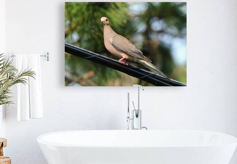 Bird Photography    by Arnie Naiman