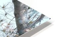 Bird Photography  HD Metal print