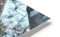 Bird Photography  HD Metal print