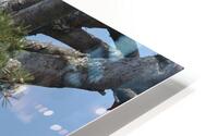 Bird Photography  HD Metal print