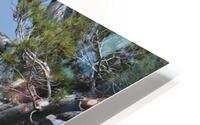 Bird Photography  HD Metal print