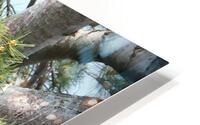 Bird Photography  HD Metal print