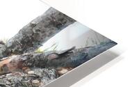 Bird Photography  HD Metal print