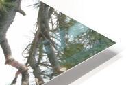 Bird Photography  HD Metal print