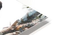Bird Photography  HD Metal print