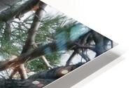 Bird Photography  HD Metal print