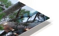 Bird Photography  HD Metal print