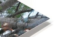 Bird Photography  HD Metal print