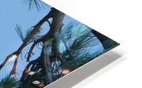 Bird Photography  HD Metal print