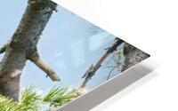 Bird Photography    HD Metal print