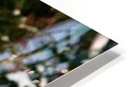 Bird Photography    HD Metal print