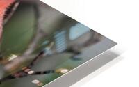 Bird Photography    HD Metal print