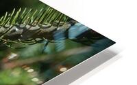 Bird Photography    HD Metal print