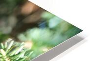 Bird Photography    HD Metal print