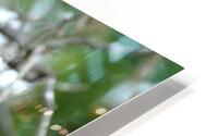 Bird Photography    HD Metal print