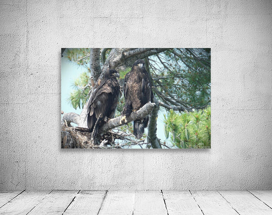 Bird Photography  Wall Preview